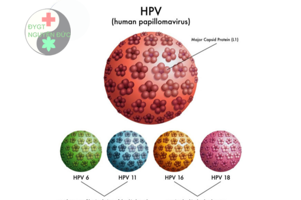 VIrUS HPV