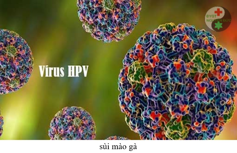 Virus HPV gây ra sùi mào gà