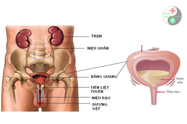 Cách nhận biết nhanh bệnh Chlamydia ở cả nam và nữ (4)