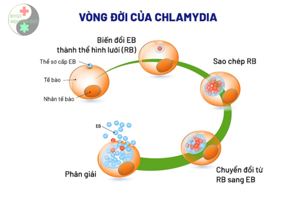 Cách nhận biết nhanh bệnh Chlamydia ở cả nam và nữ (9)