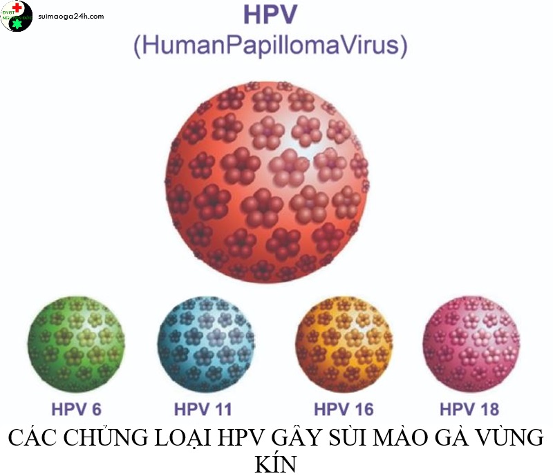 Các chung loại HPV