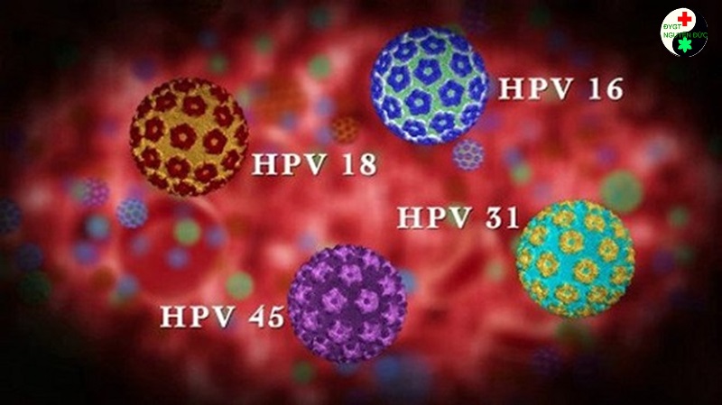 Các chúng loại HPV