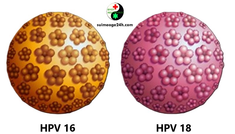 Chúng HPV 16-18