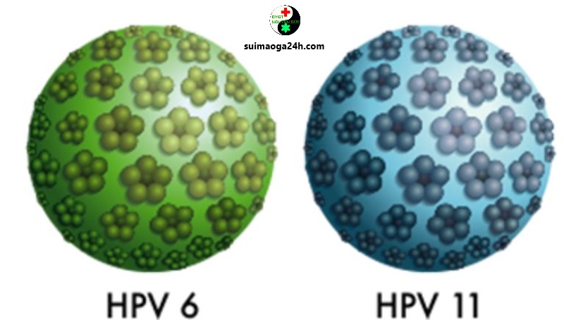 Chúng HPV 6-11